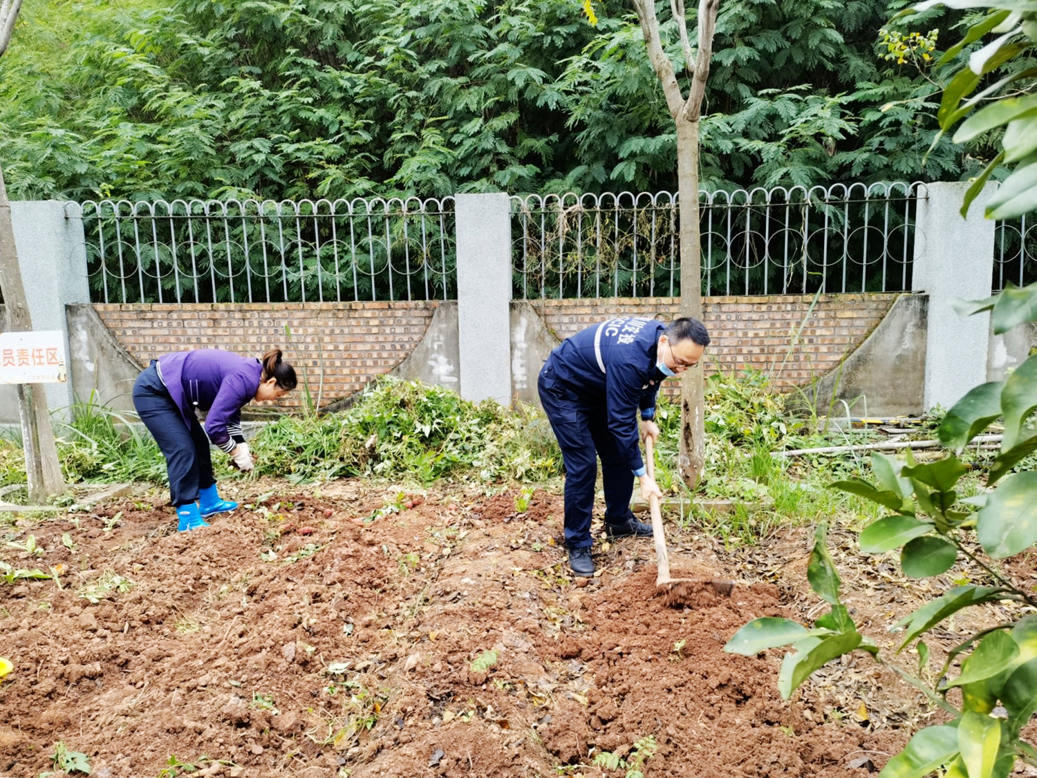 初冬霜風疾 菜地收獲忙——成渝高速公路高新區收費站職工小家迎來蔬菜采摘季