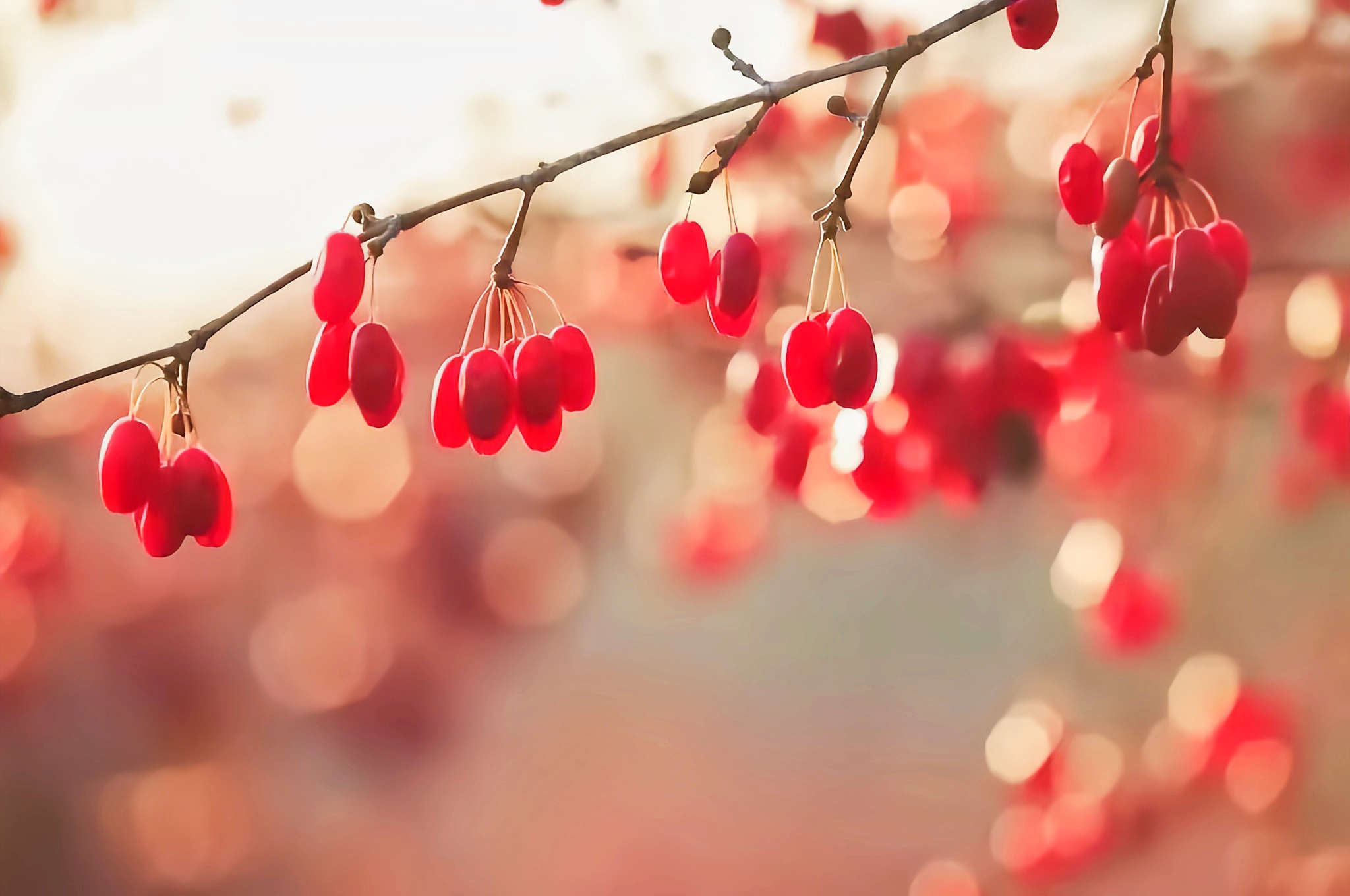 成熟的果實(shí)+內(nèi)江管理處.吳嗣芳
