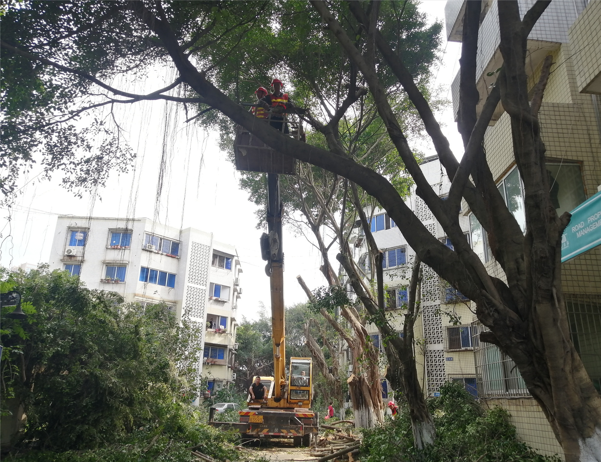 修剪綠化樹木 消除安全隱患