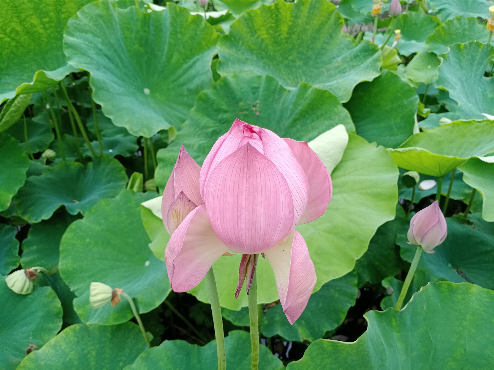 蓮花——四川成渝高速公路股份有限公司成渝分公司+吳嗣芳_副本