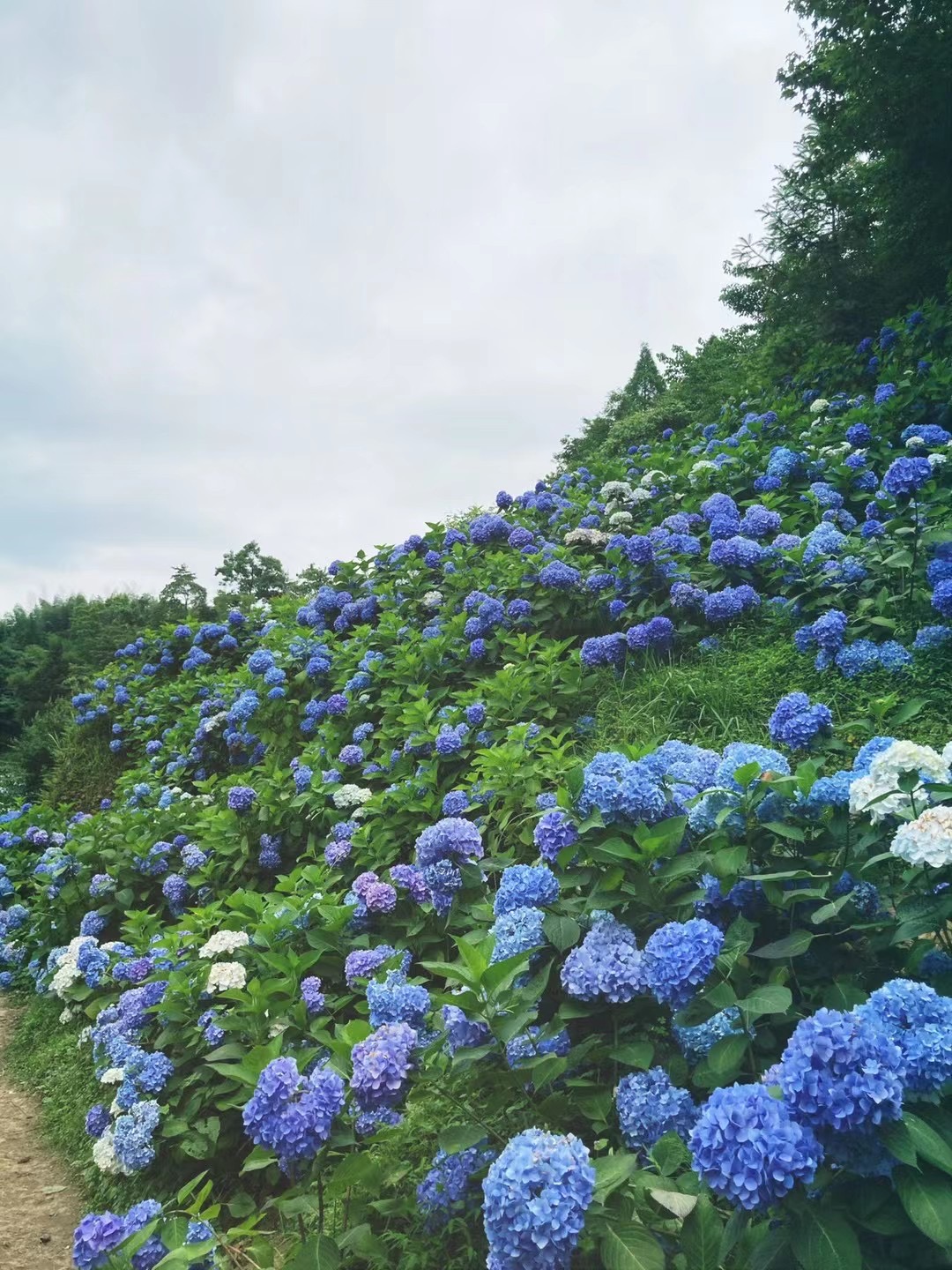 繡球花——四川成渝高速公路股份有限公司成渝分公司崔蓉