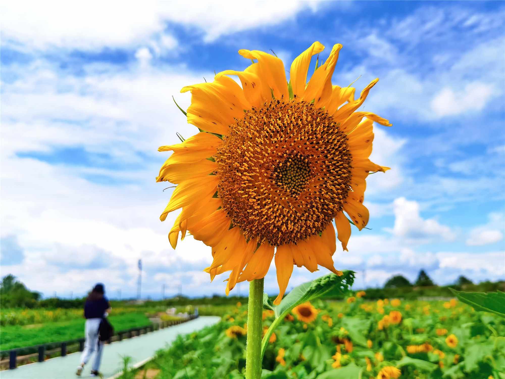 向日葵+四川成渝高速公路股份有限公司成渝分公司資陽管理處+賀曉_副本