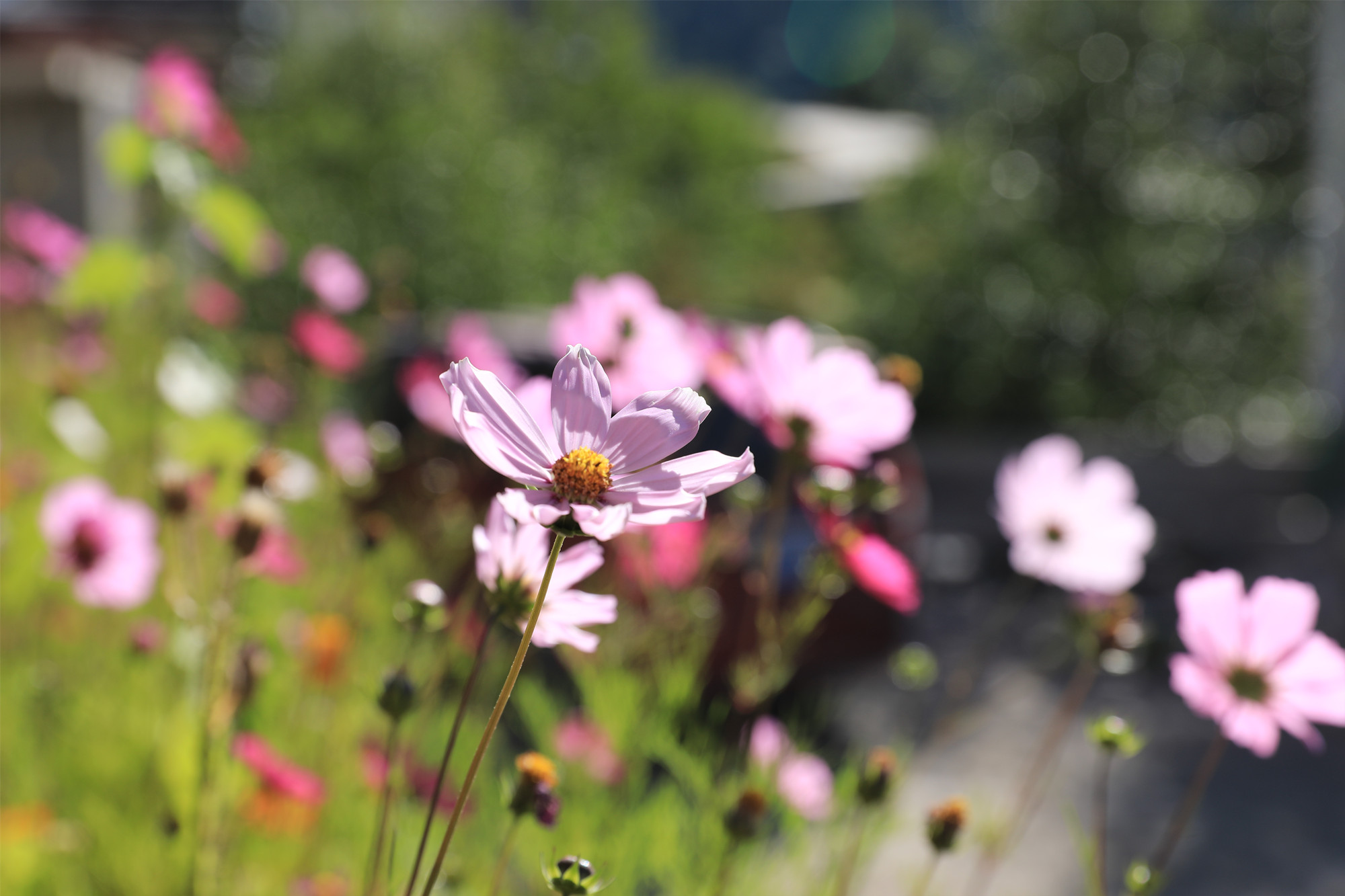 莫負東籬菊蕊黃——四川成渝高速公路股份有限公司成渝分公司曾恒_副本