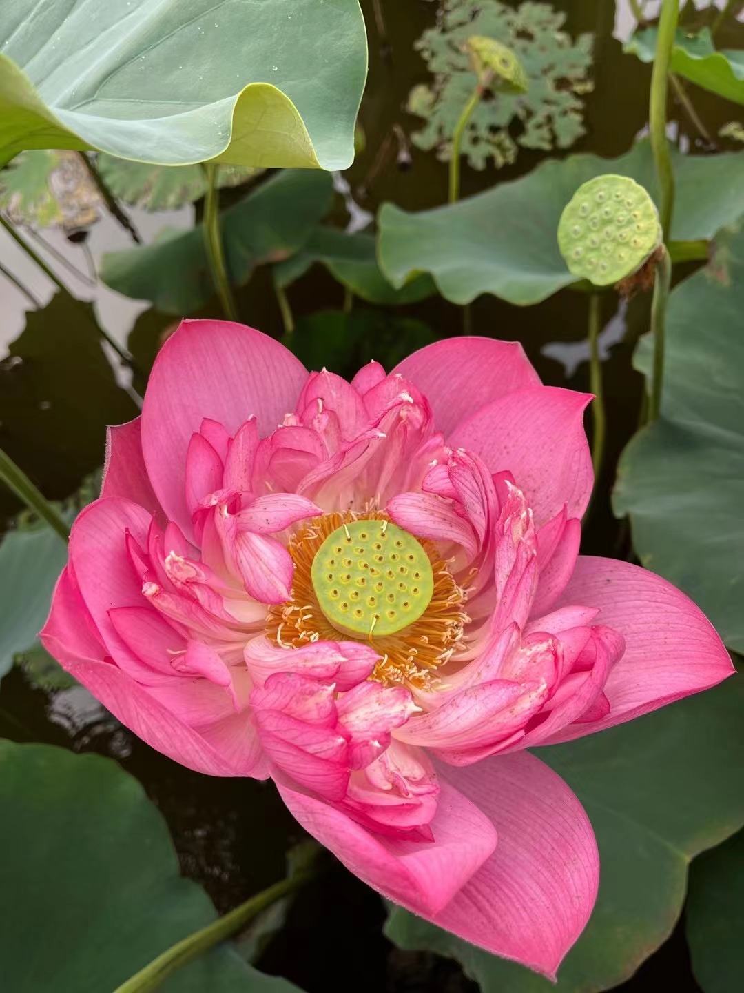 竹色溪下綠，荷花鏡里香+四川成渝高速公路股份有限公司成渝分公司資陽管理處+孫沛