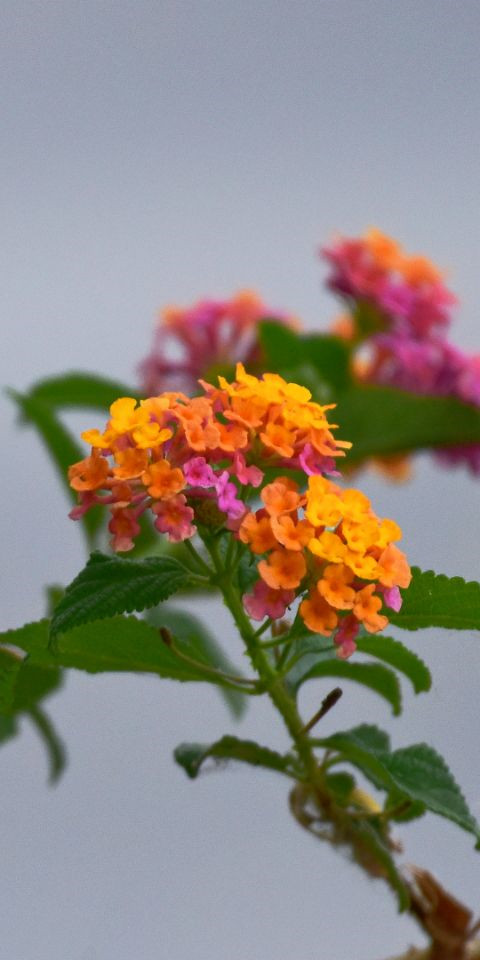 簇錦團花——四川成渝高速公路股份有限公司成渝分公司 蒙麗琴_副本