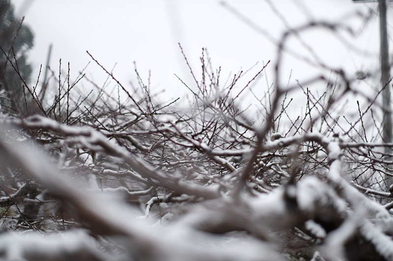 瑞雪壓枝頭—四川成渝高速公路股份有限公司成渝分公司 張德忠_副本