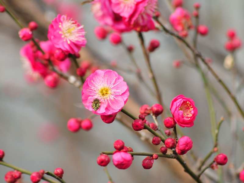 紅梅花開(kāi)--四川成渝高速公路股份有限公司成渝分公司成都管理處 唐艷