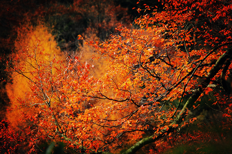 霜葉紅于二月花——四川成渝高速公路股份有限公司成渝分公司+羅大明_副本