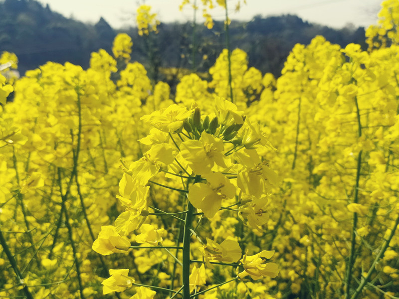 故事的小黃花——四川成渝高速公路股份有限公司成渝分公司+馬翎_副本