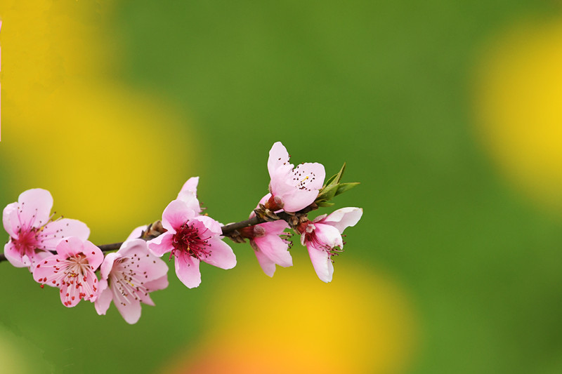 桃花依舊笑春風——四川成渝高速公路股份有限公司成渝分公司 蒙麗琴_副本