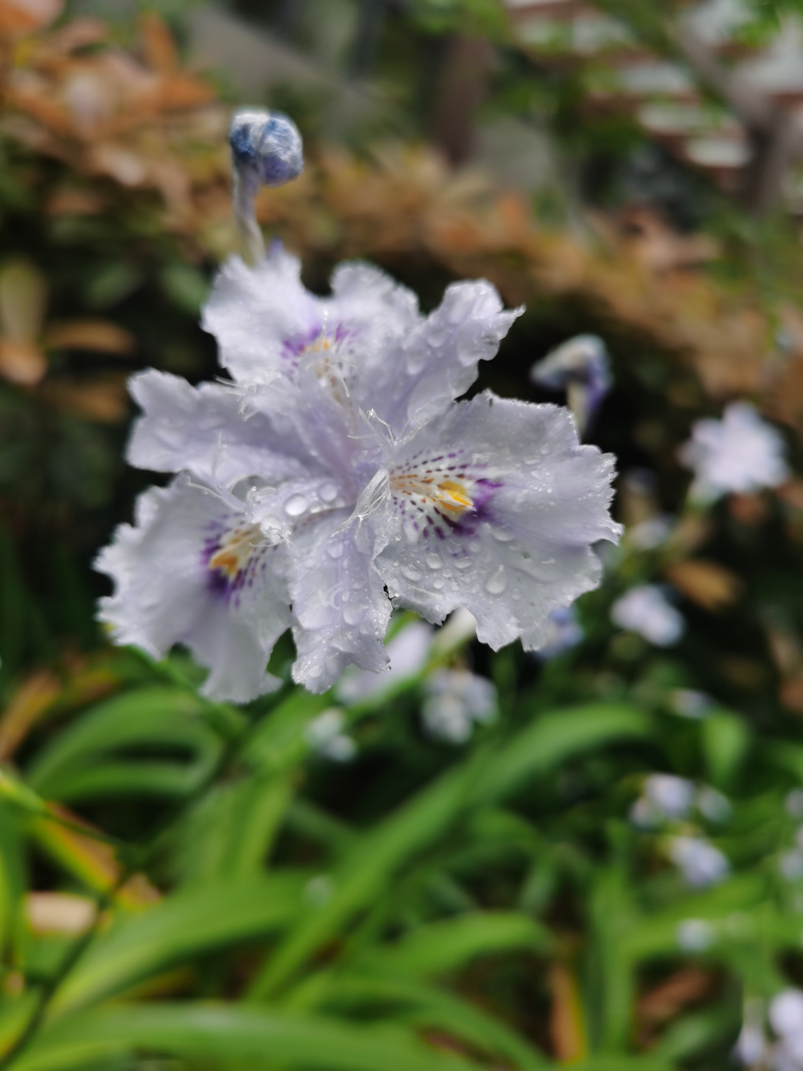 細(xì)雨潤(rùn)花嬌暮色遠(yuǎn)峰前——四川成渝高速公路股份有限公司成渝分公司陳梅