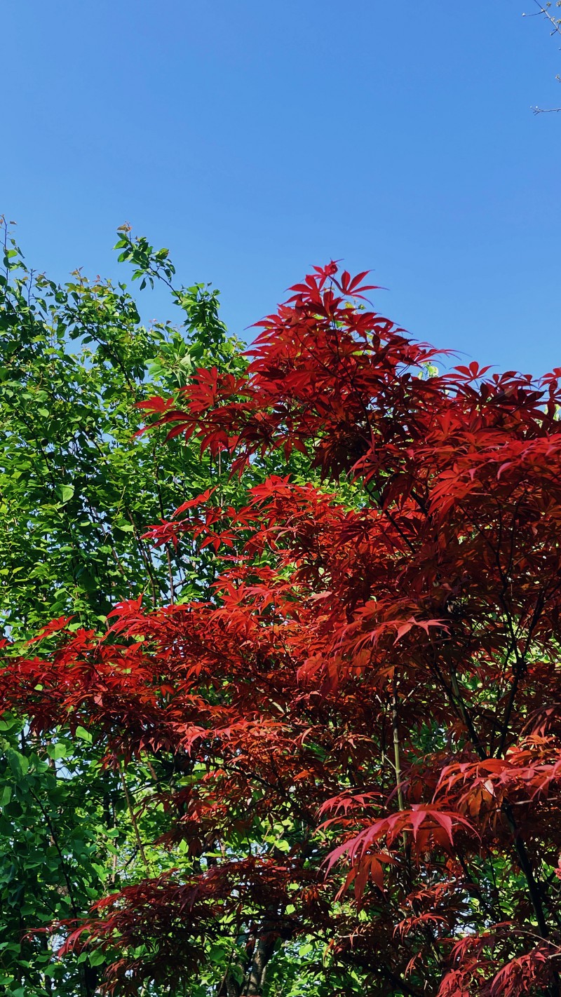 紅葉+成都管理處+王琴