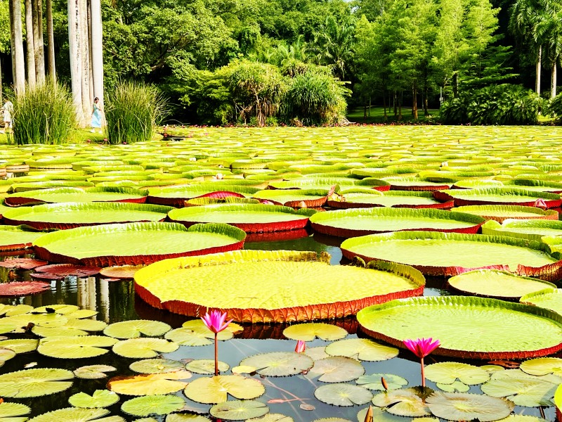 植物園+成都管理處方媛
