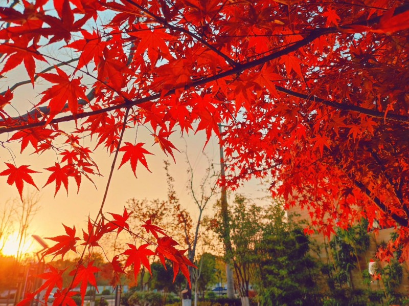 紅葉+成都管理處+林英