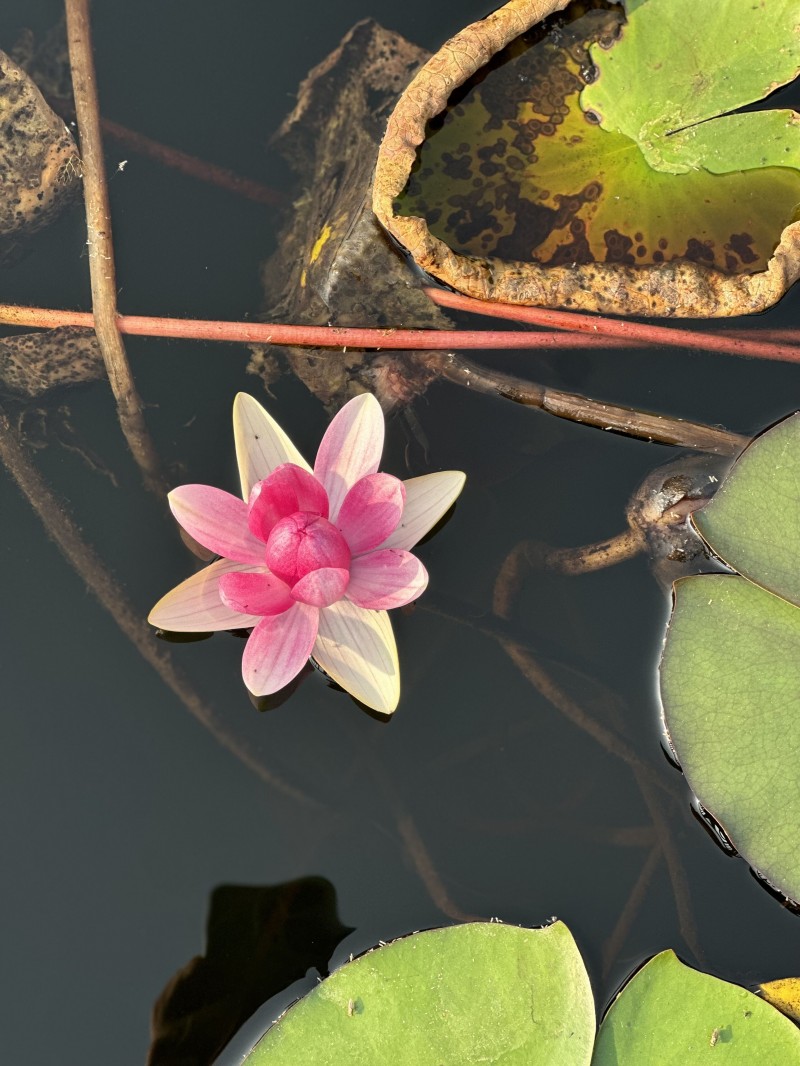 蓮+林琳+成都管理處