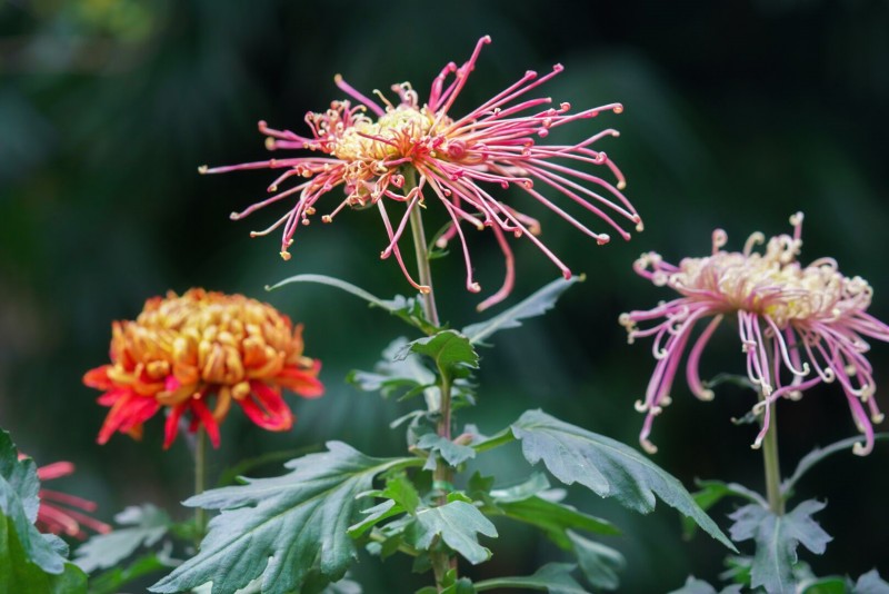 秋菊+四川成渝高速公路股份有限公司成渝分公司資陽管理處+賀曉