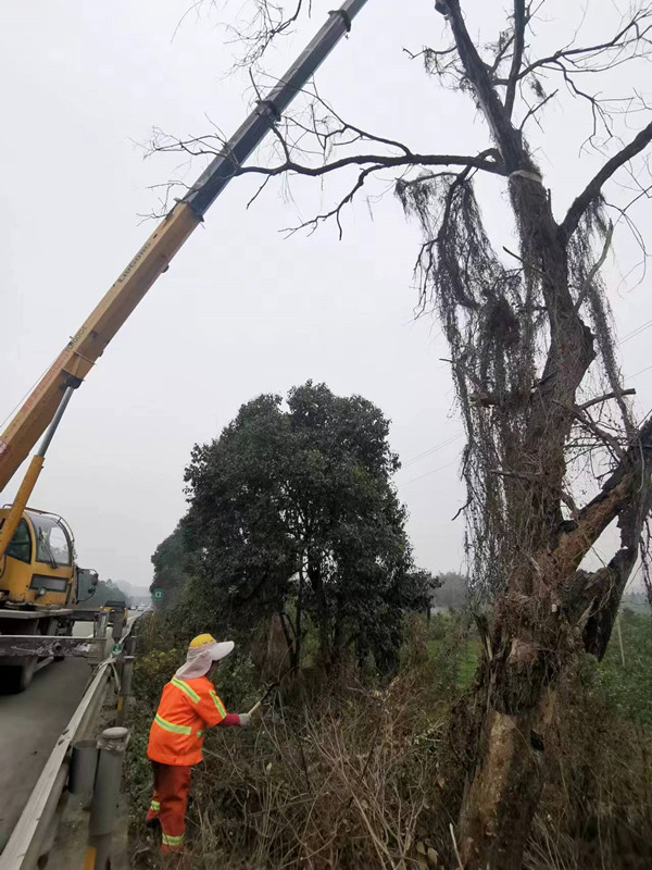 資陽管理處開展沿線道路枯樹清理