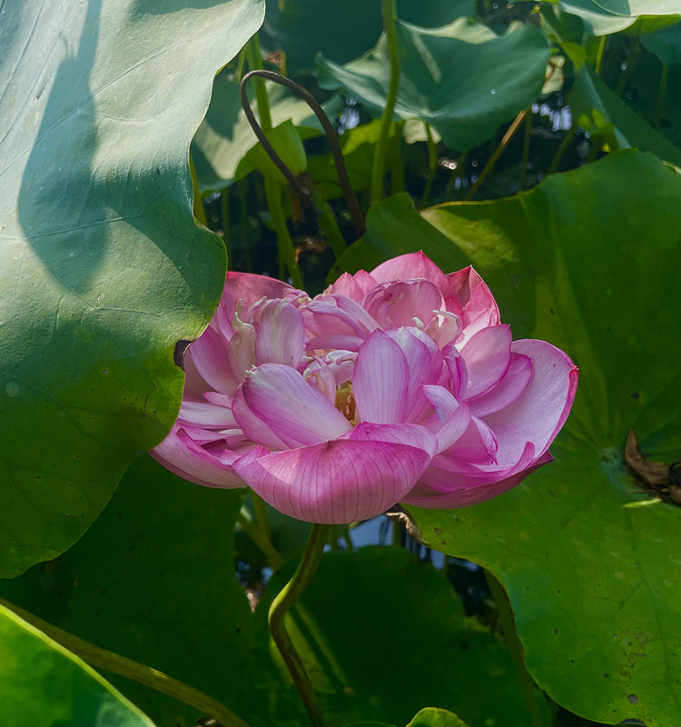 初發芙蓉——四川成渝高速公路股份有限公司成渝分公司鄧詠_副本