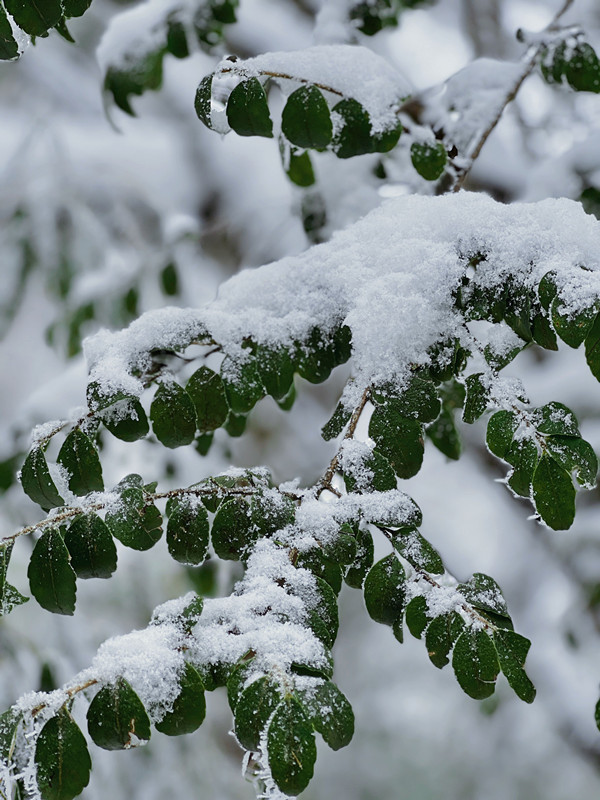 131、皚皚白雪衣+四川成渝高速公路股份有限公司成渝分公司資陽管理處+容易_副本