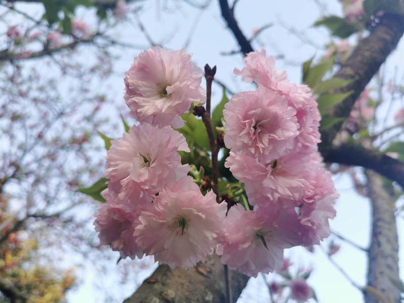 145、花團錦簇+四川成渝高速公路股份有限公司資陽管理處+王燕