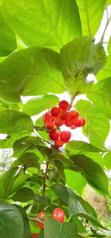 紅櫻桃——四川成渝高速公路股份有限公司成渝分公司陳鑫_副本