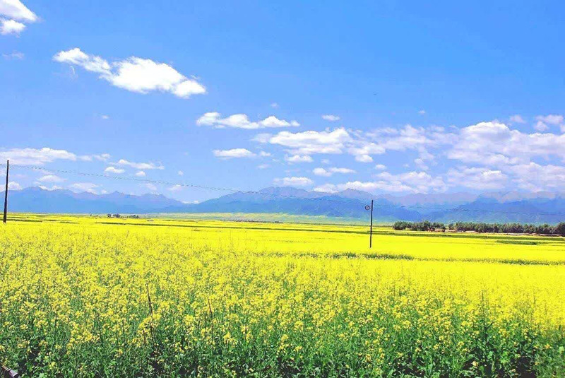 油菜花開——四川成渝高速公路股份有限公司成渝分公司肖佳瑋_副本