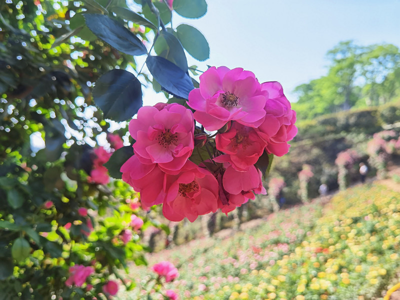 301、薔薇花開+四川成渝高速公路股份有限公司成渝分公司資陽管理處+鄒麗_副本