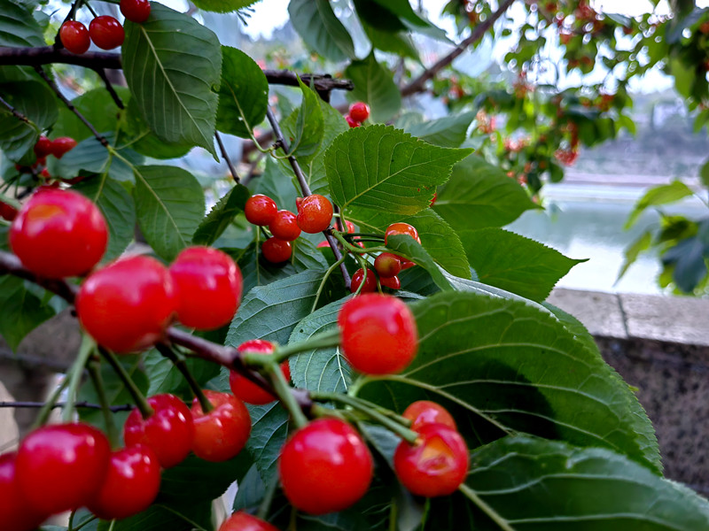 344、櫻桃紅了+四川成渝高速公路股份有限公司成渝分公司資陽管理處+黃旭鷹_副本
