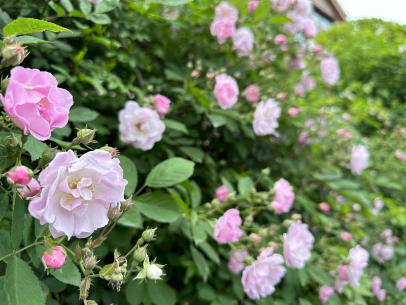 繁花似錦——四川成渝高速公路股份有限公司成渝分公司孫東華