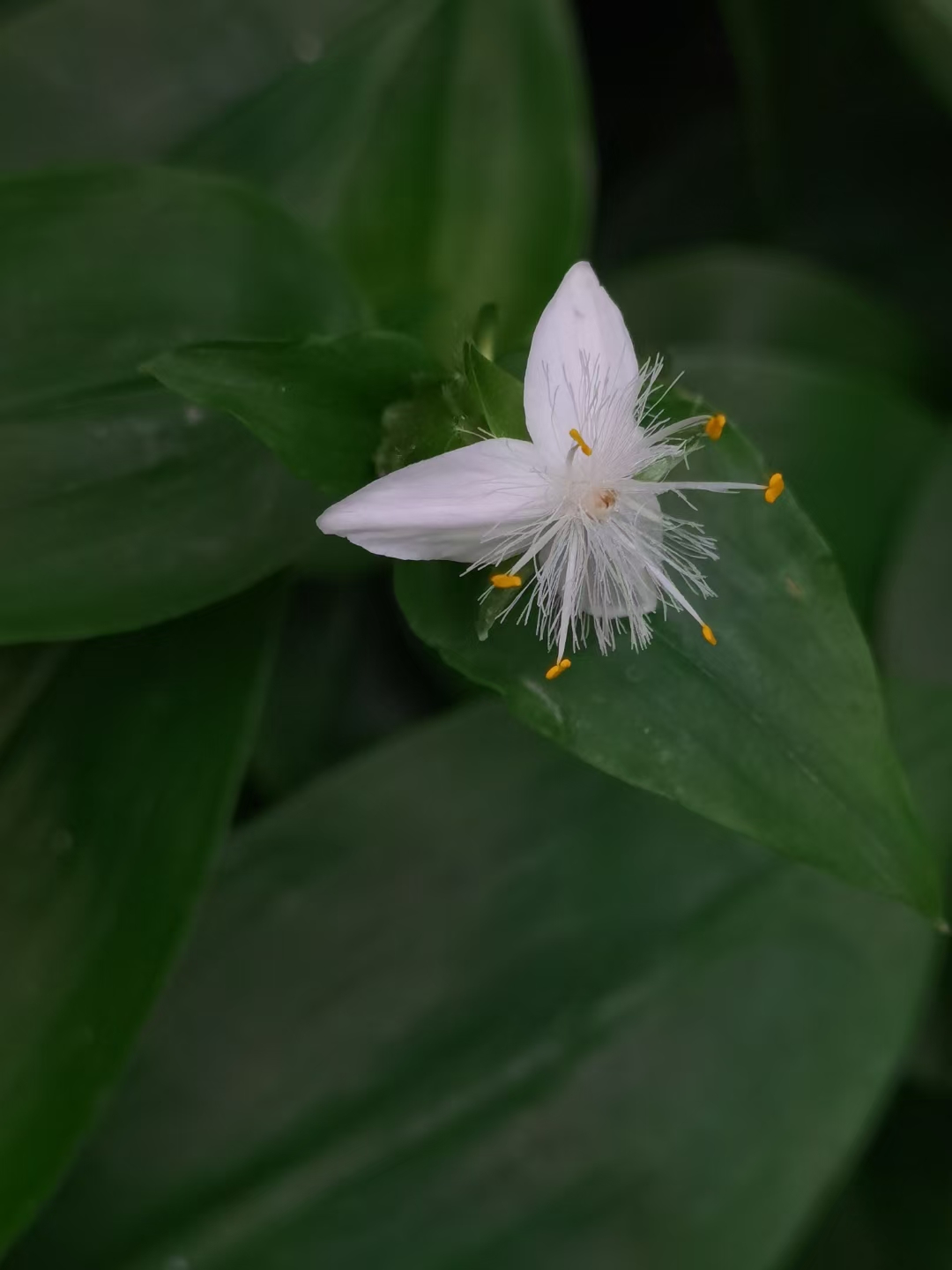 心花怒放+成都管理處+黃露