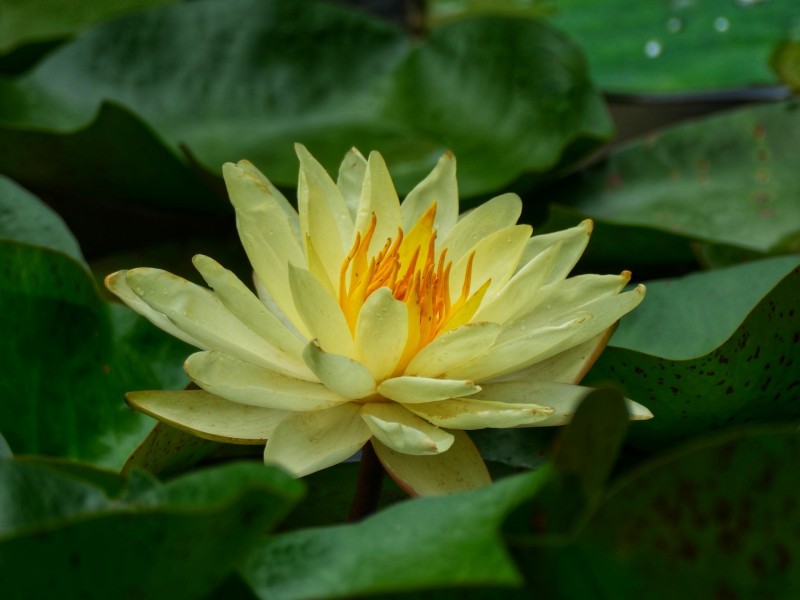 羞澀睡蓮+成都管理處+鐘夢(mèng)影