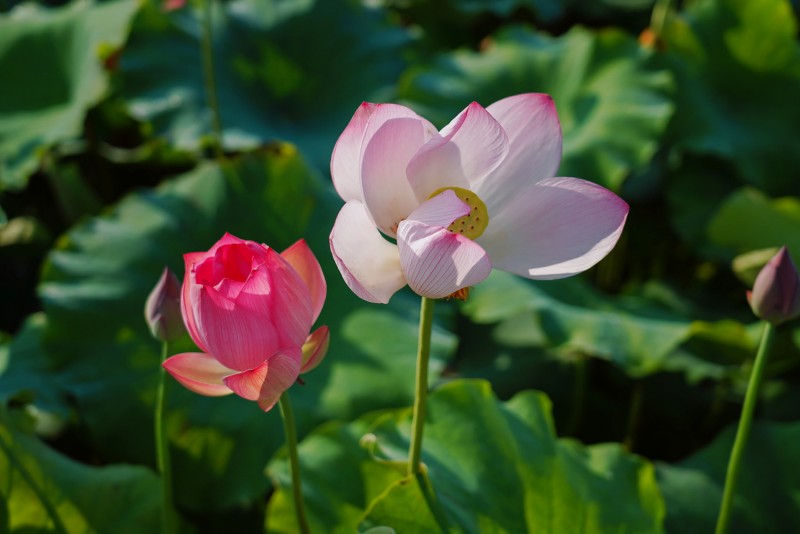 映日荷花+賀曉+川成渝高速公路股份有限公司成渝分公司資陽管理處