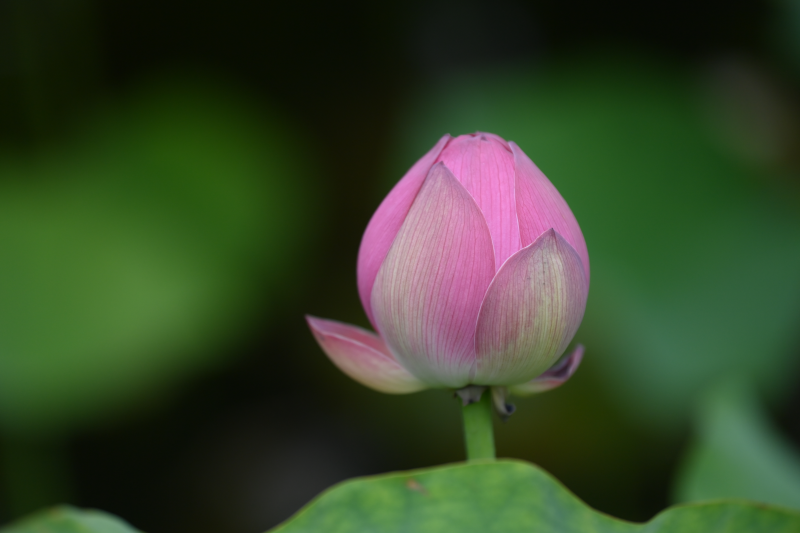 含苞待放+成都管理處+賀雯