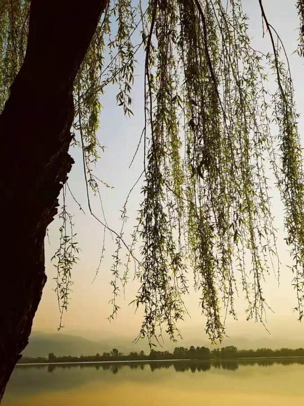 黃昏垂柳+成都管理處+吳先菊