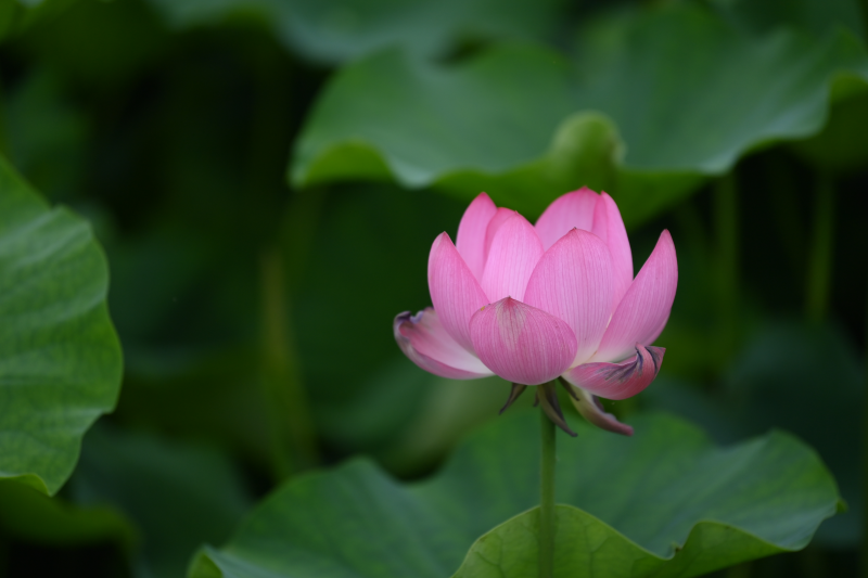 秋水芙蓉+成都管理處+賀雯