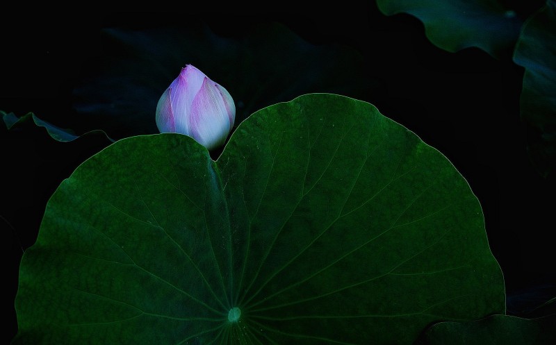 猶抱琵琶半遮面+成都管理處+李洪瓊