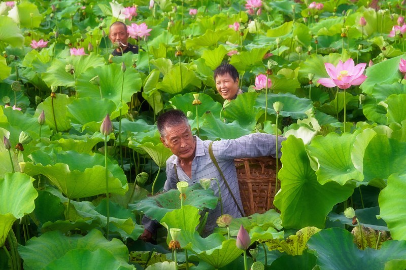 豐收的喜悅+四川成渝高速公路股份有限公司成渝分公司資陽管理處+賀曉