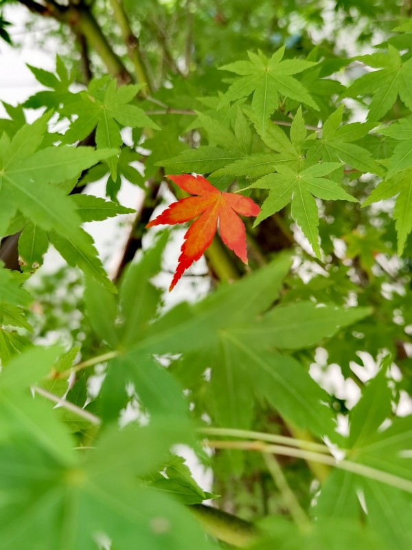 秋日限定+四川成渝高速公路股份有限公司成渝分公司資陽管理處+鄒麗