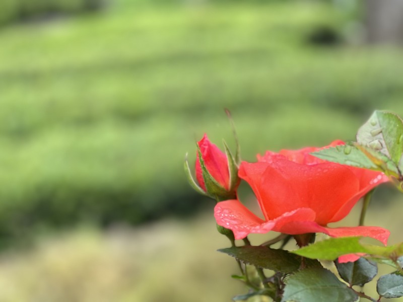 翠綠紅妝——四川成渝高速公路股份有限公司成渝分公司孫東華