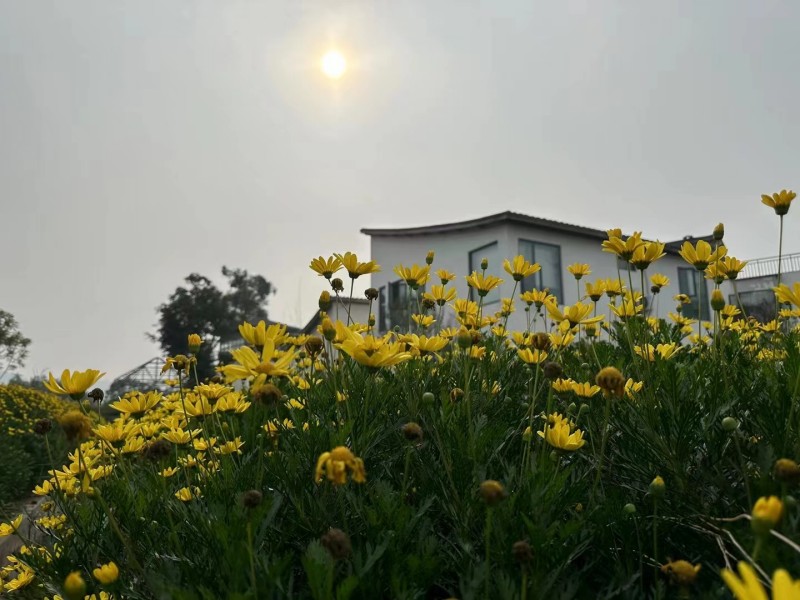 陽光下的傲霜之花+四川成渝高速公路股份有限公司成渝分公司資陽管理處+何亞群