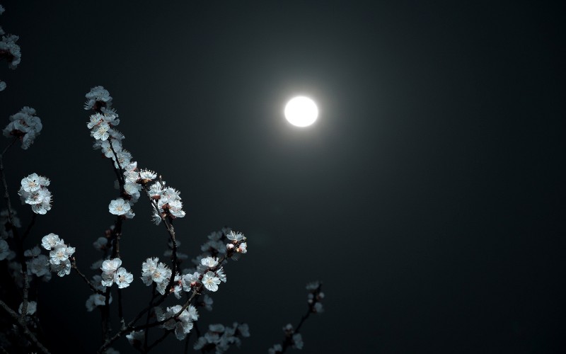 夜月照花明+成都管理處+李洪瓊