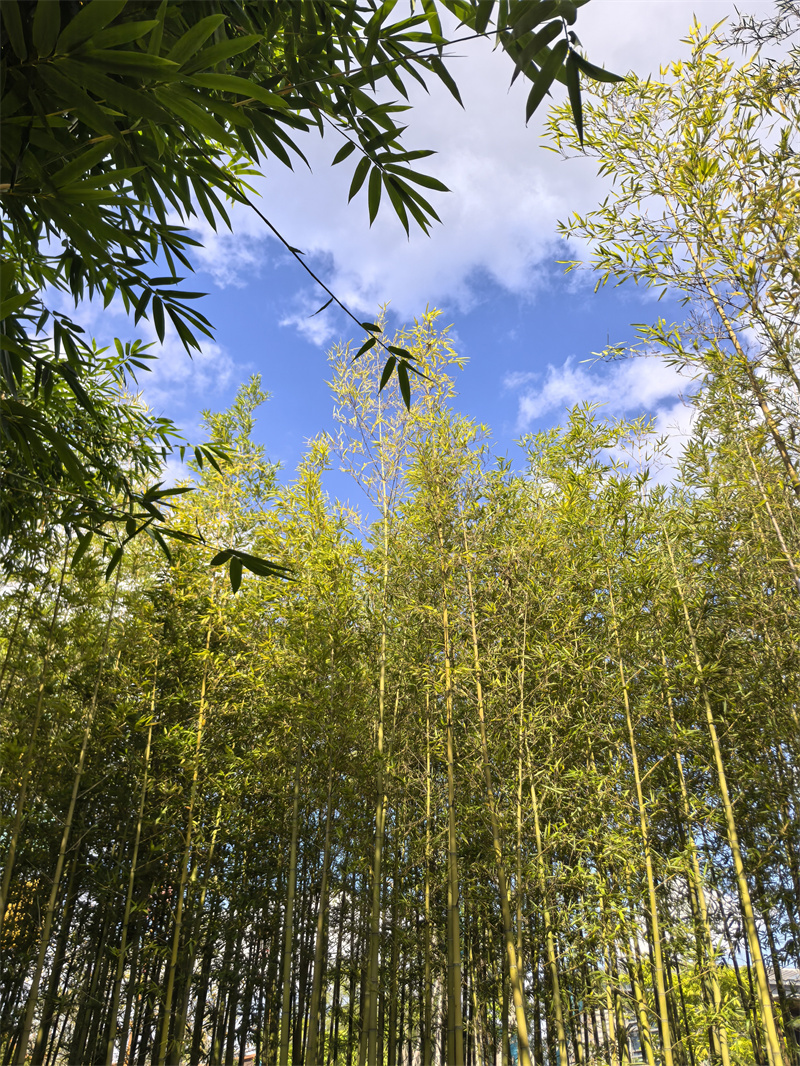 高聳林立+四川成渝高速公路有限責(zé)任公司成渝分公司資陽管理處+周麗