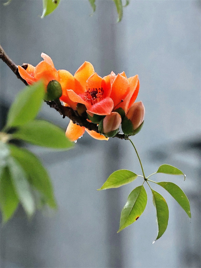 木棉綻放+成都管理處+張文新