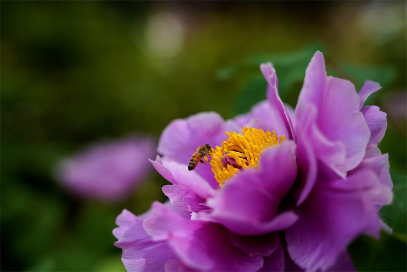 花開(kāi)富貴+成都管理處+賀雯