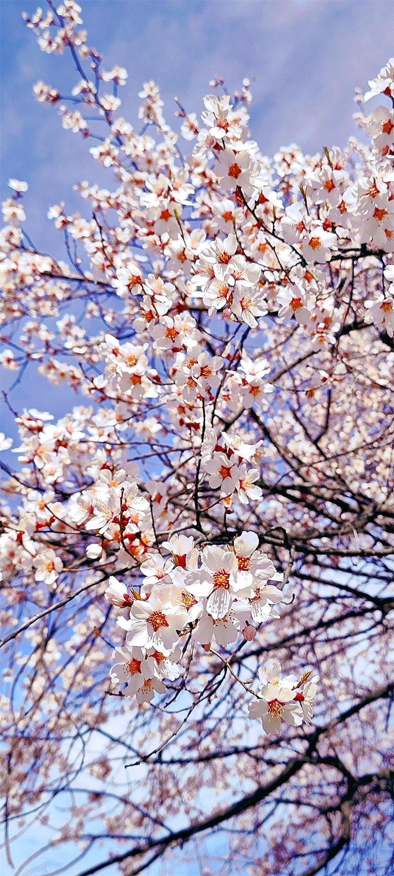 林芝桃花+成都管理處+梅中權