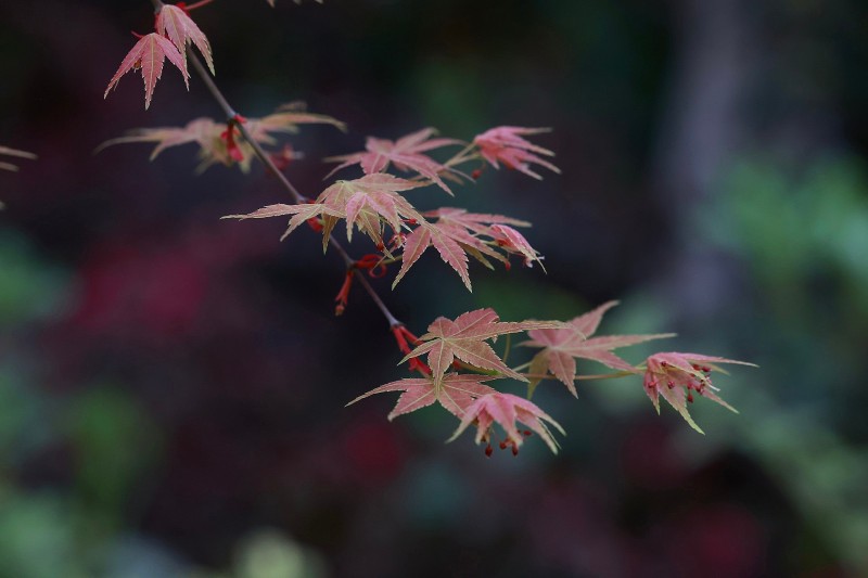霜葉丹紅+成都管理處+劉媛