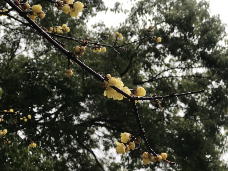 臘梅+成都管理處+楊雪蓮