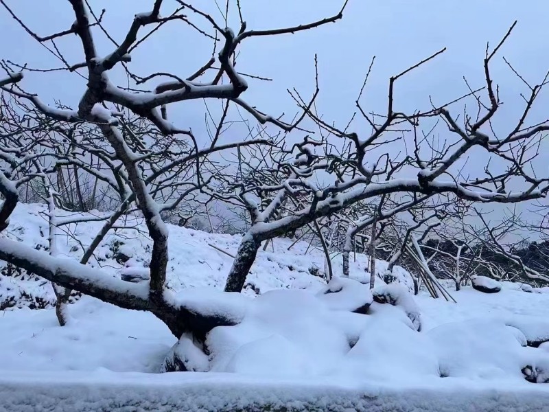 冬日雪景+成都管理處+陳鑫