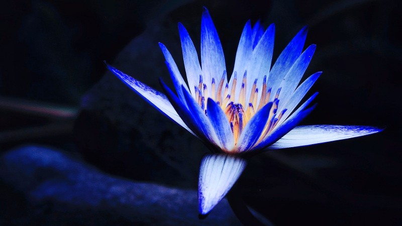 睡蓮+成都管理處+羅艷