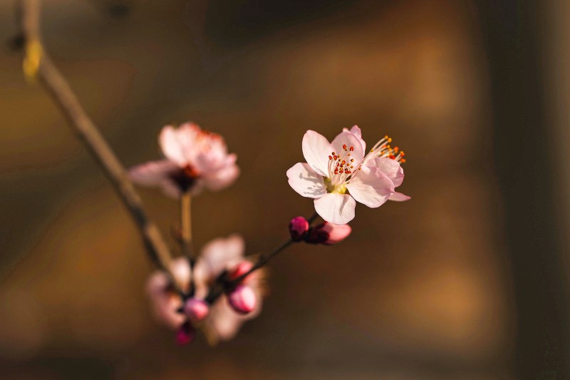 春歸+成都管理處+鐘夢影